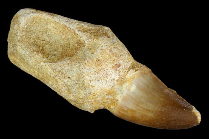 Fossil Rooted Mosasaur (Prognathodon) Tooth - Morocco #116958